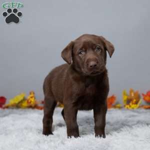 Crystal, Chocolate Labrador Retriever Puppy